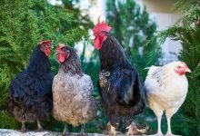 backyard chickens