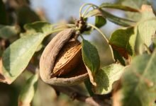 almond tree
