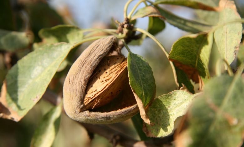 almond tree