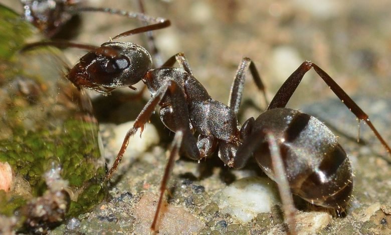 ant hills in my yard