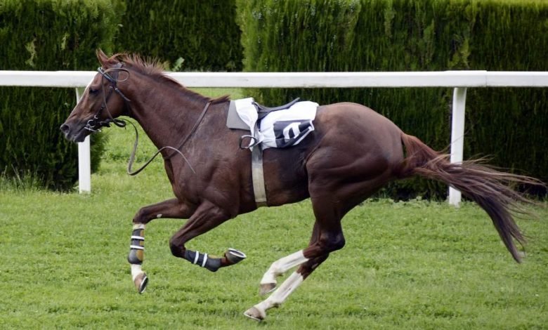 types of horse breeds
