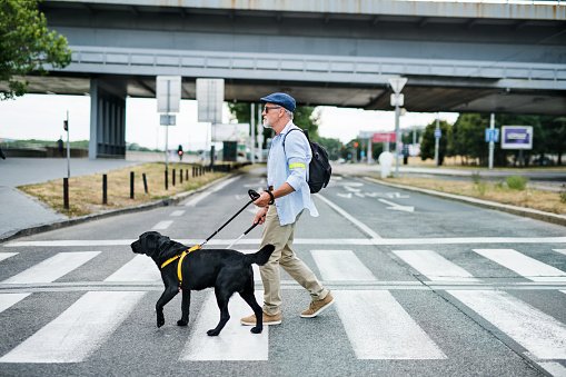 guide dog