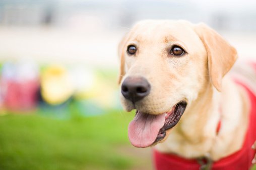 different types of service dogs