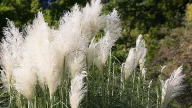 ornamental grasses landscape